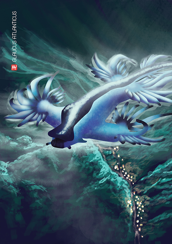 illustration-glaucus-atlanticus